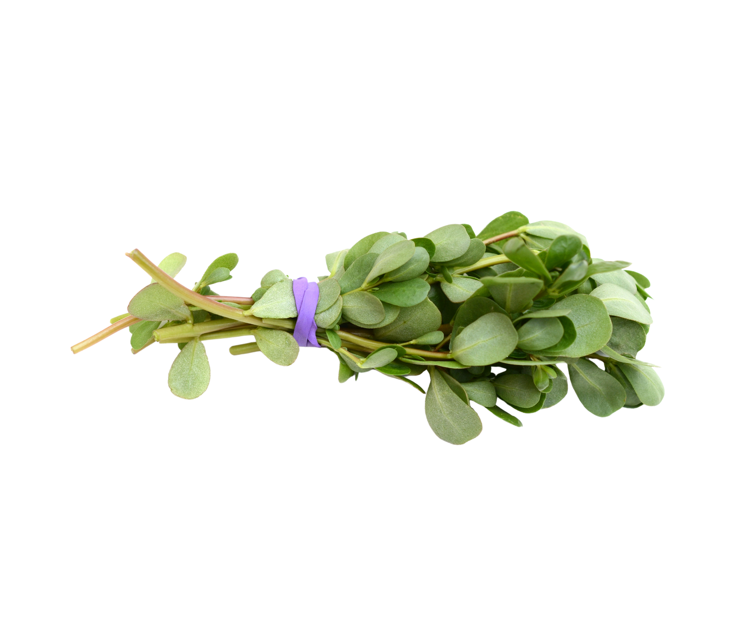 Purslane - پەڵپێنە