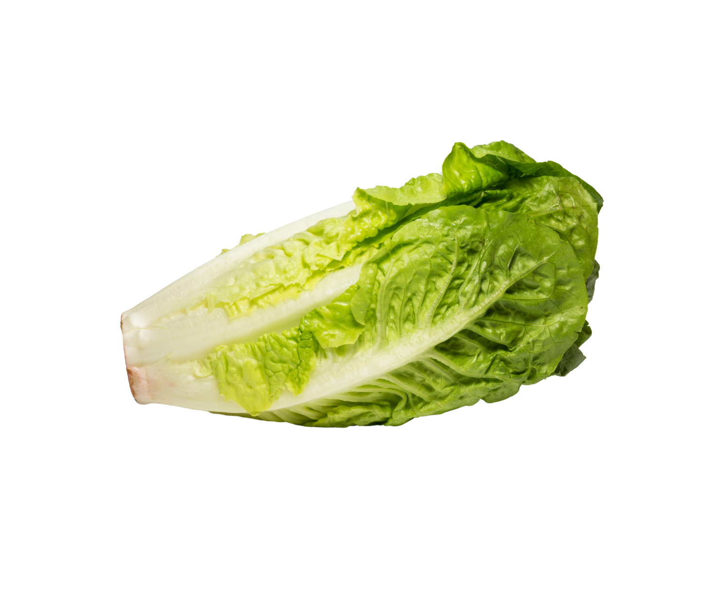 Chinese Lettuce - خاسی چینی