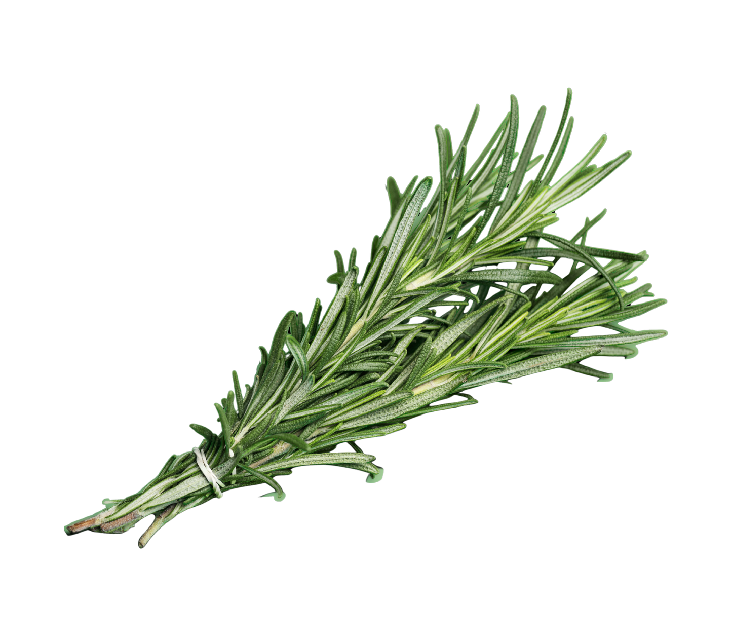 Rosemary - ڕۆسماری