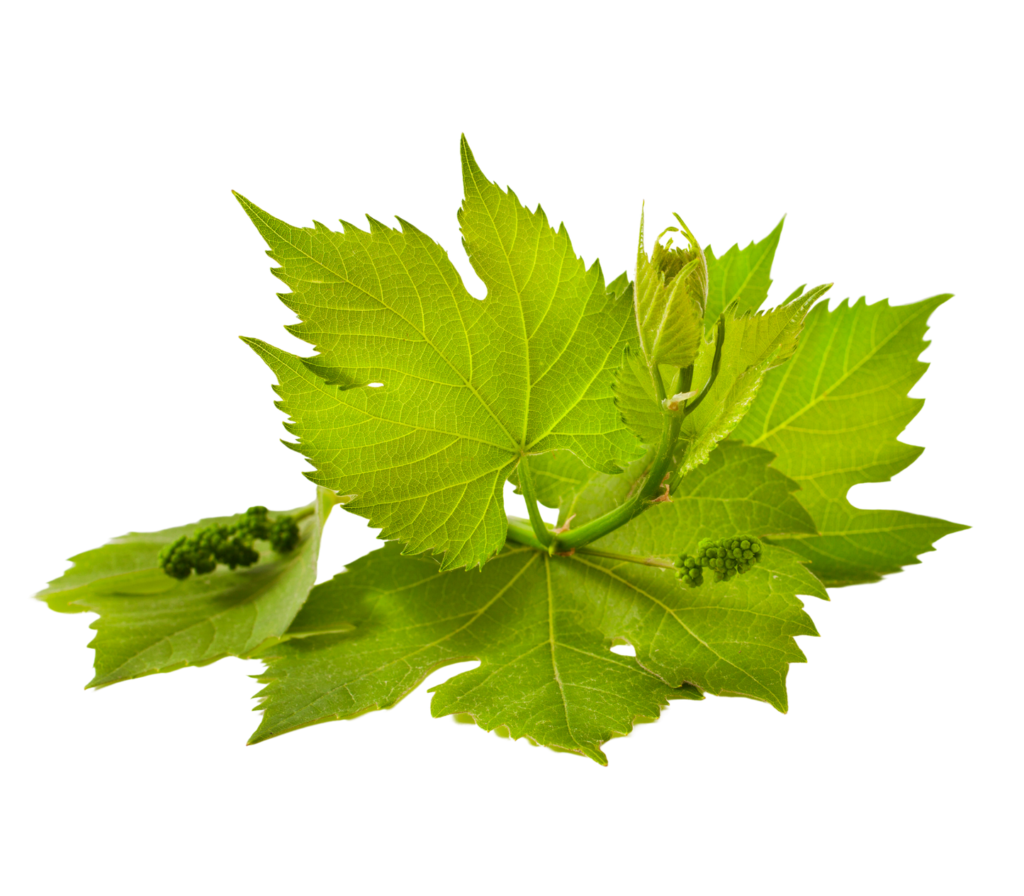 Grape Leaves - گەڵامێو