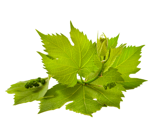 Grape Leaves - گەڵامێو